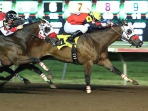 Horse Race of the Day