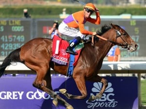 beholder breeders cup