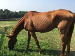 Souper-Spectacular_Mistie-Lewis