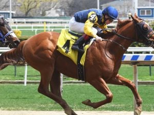 Maven - Photo Courtesy of NYRA