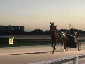 Pompano Park Harness
