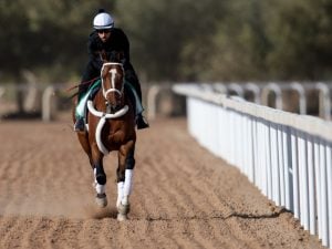 Saudi Cup Betting Odds Maximum Security: Horse Racing Profile
