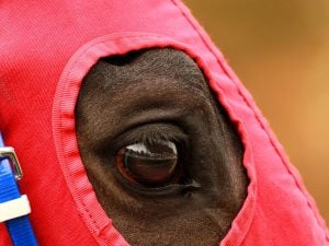 Looking Back at the Pandemic of 1918