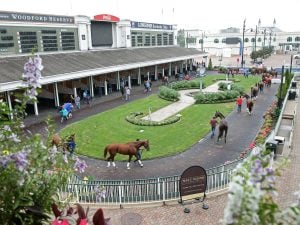 Scenics - Paddock Schooling