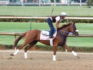 Swiss Skydiver Horse