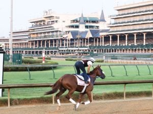 Swiss Skydiver Horse