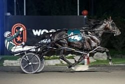 Tall Dark Stranger Horse