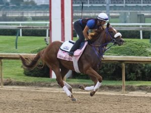 Swiss Skydiver Horse