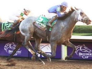 Essential Quality Blue Grass 2021