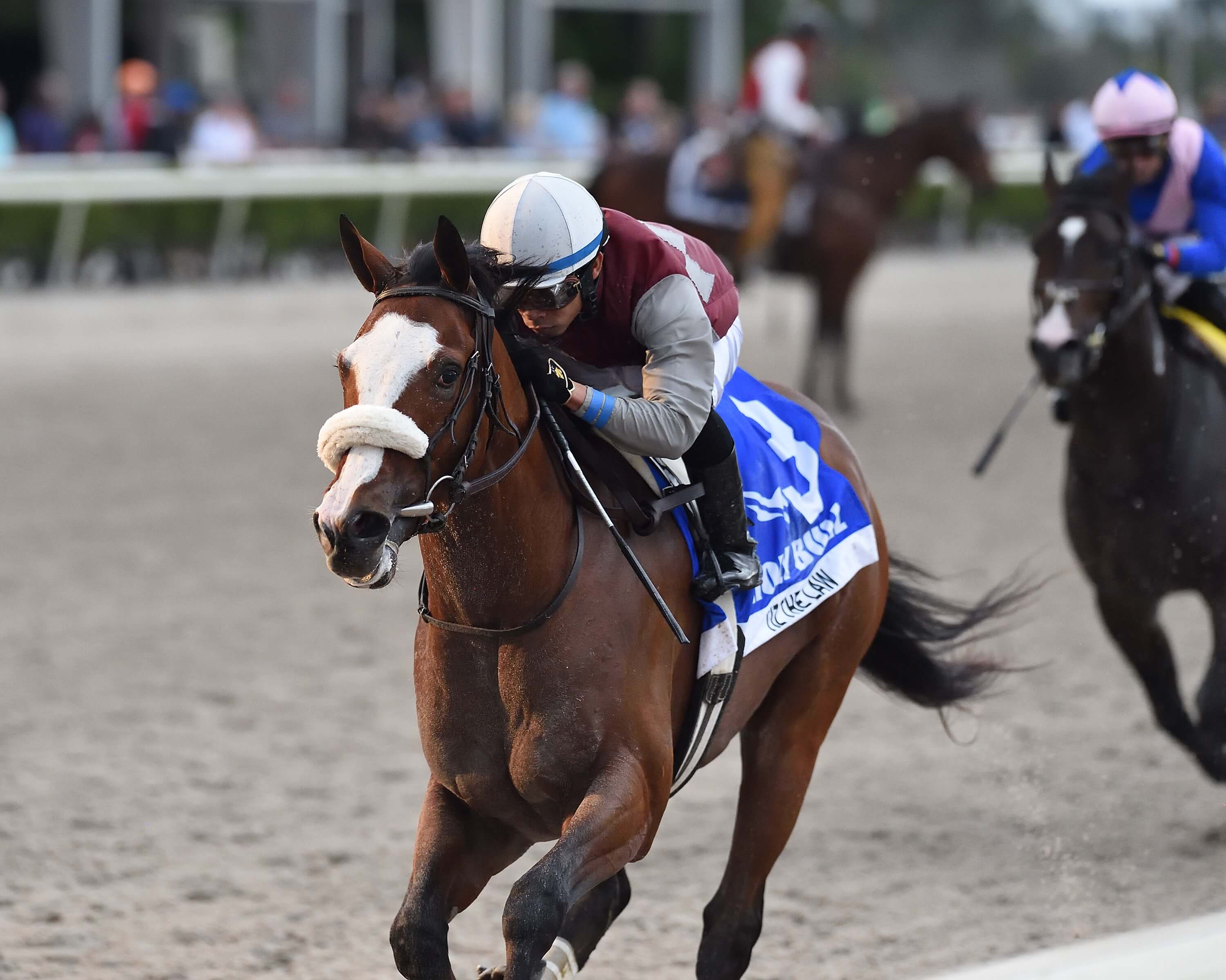 Florida Derby Betting Odds Preview And Field Of 12 Horse Racing