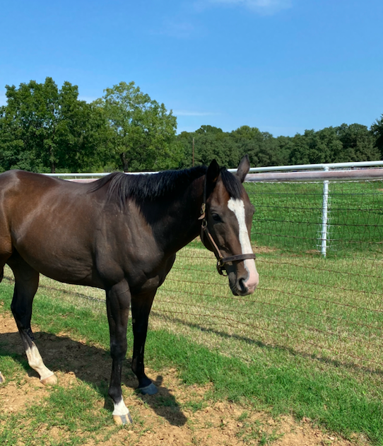 Happy Ending for Texas-Bred Tizm: OTTB Retires to his Birthplace ...