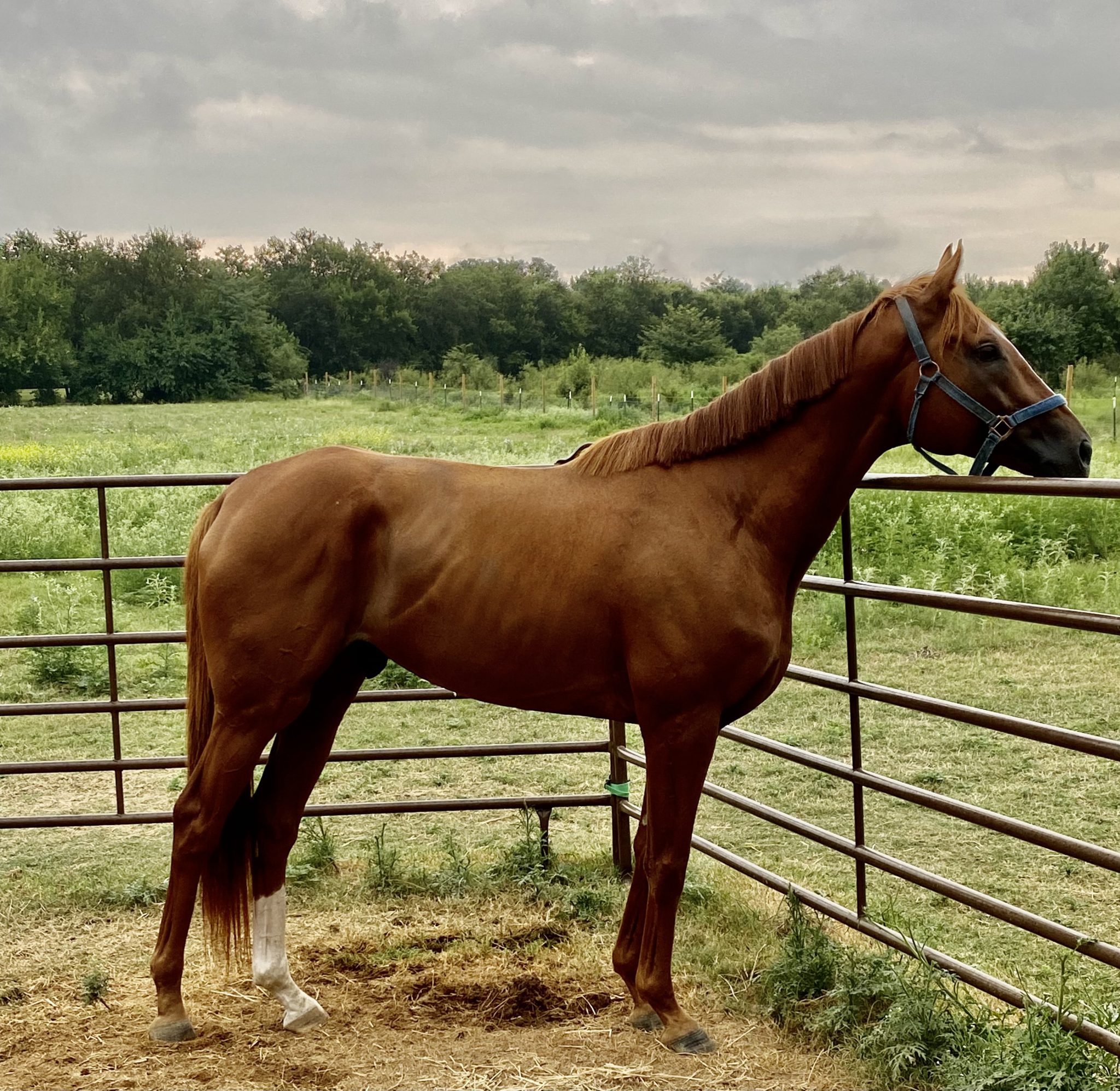 Atticus: A Rescue Horse of a Special Sort | Horse Racing News