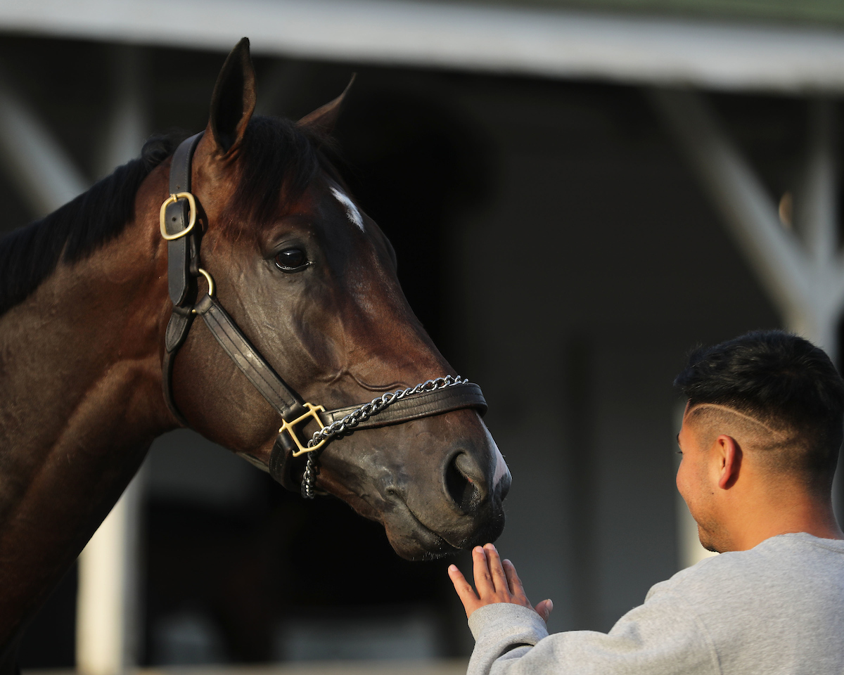 2023 Kentucky Derby Favorite Forte Scratched with Bruised Foot Horse