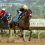 Breeders’ Cup Classic Profile: MIXTO 