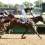 La Cara Ready for Suncoast on Road to Kentucky Oaks; Picks, Odds 