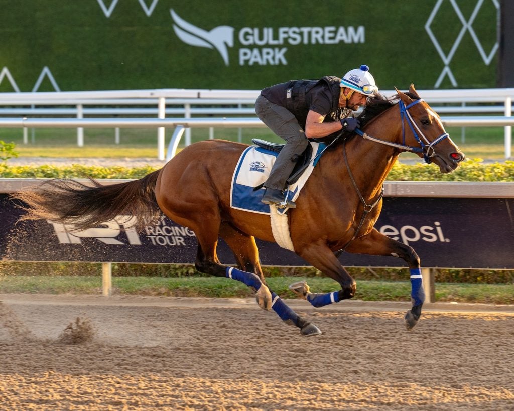 mystik dan horse contender