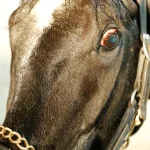 Sensational Saudi Cup: Forever Young Edges Romantic Warrior
