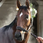 Sensational Saudi Cup: Forever Young Edges Romantic Warrior