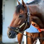 Sensational Saudi Cup: Forever Young Edges Romantic Warrior