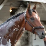 Sensational Saudi Cup: Forever Young Edges Romantic Warrior