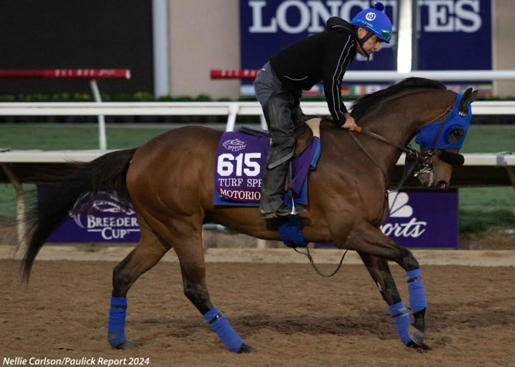motorius horse contender