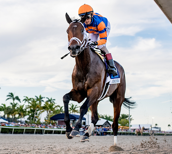 Breeders' Cup Classic Contender: Fierceness