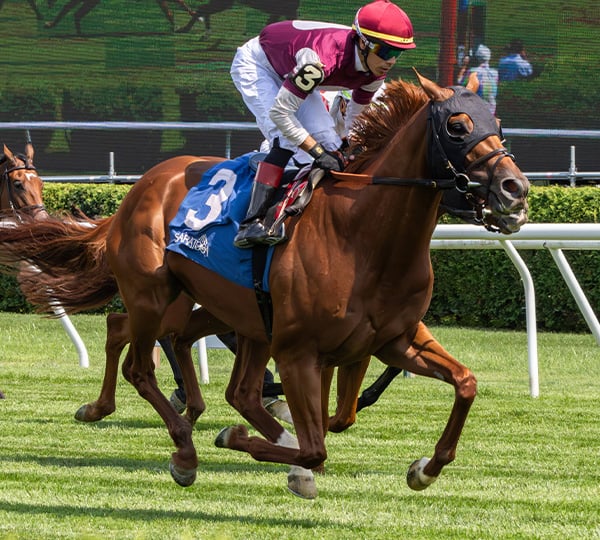 How to Watch the $4 Million Breeders' Cup Turf: Odds and Full Field Guide. US Racing, all you need for Every Race.