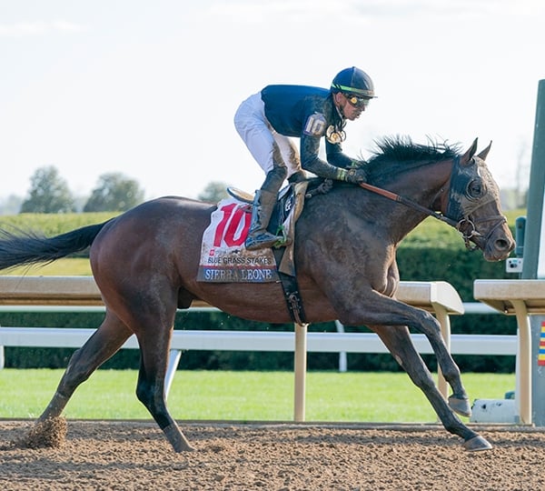 Breeders' Cup Classic Contender: Sierra Leone
