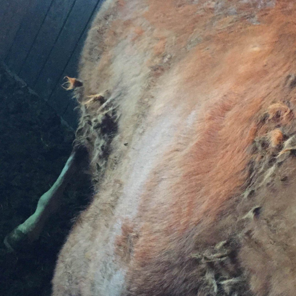 dirty horse