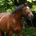 Sensational Saudi Cup: Forever Young Edges Romantic Warrior