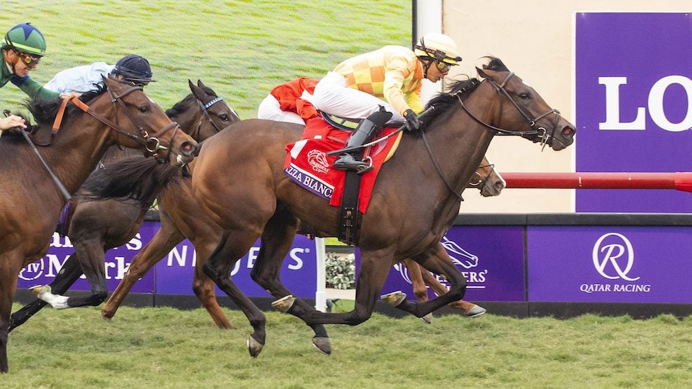 Breeders’ Cup Juvenile Fillies Turf Betting, Trends, History. US Racing, all you need for every race, expert picks and Official Odds.