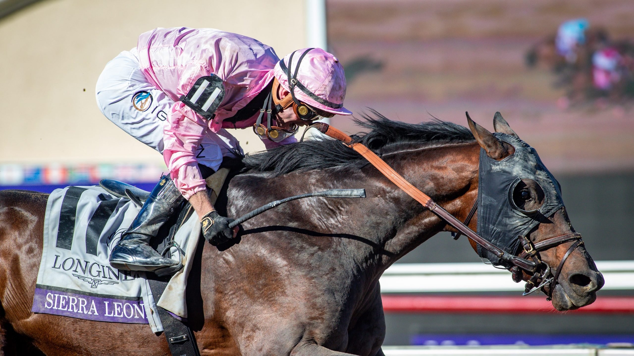 Breeders’ Cup Classic Betting Trends and Field Analysis. US Racing, all you need for every race, Expert Picks and Official Odds.