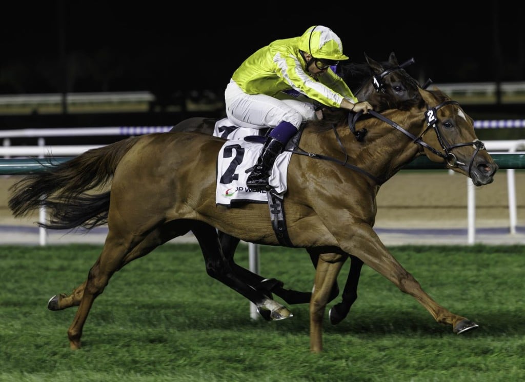 choisya horse contender