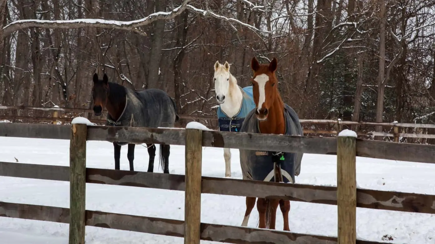Sensational Saudi Cup: Forever Young Edges Romantic Warrior