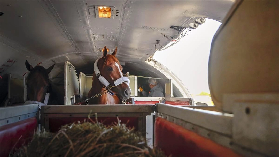 Sensational Saudi Cup: Forever Young Edges Romantic Warrior