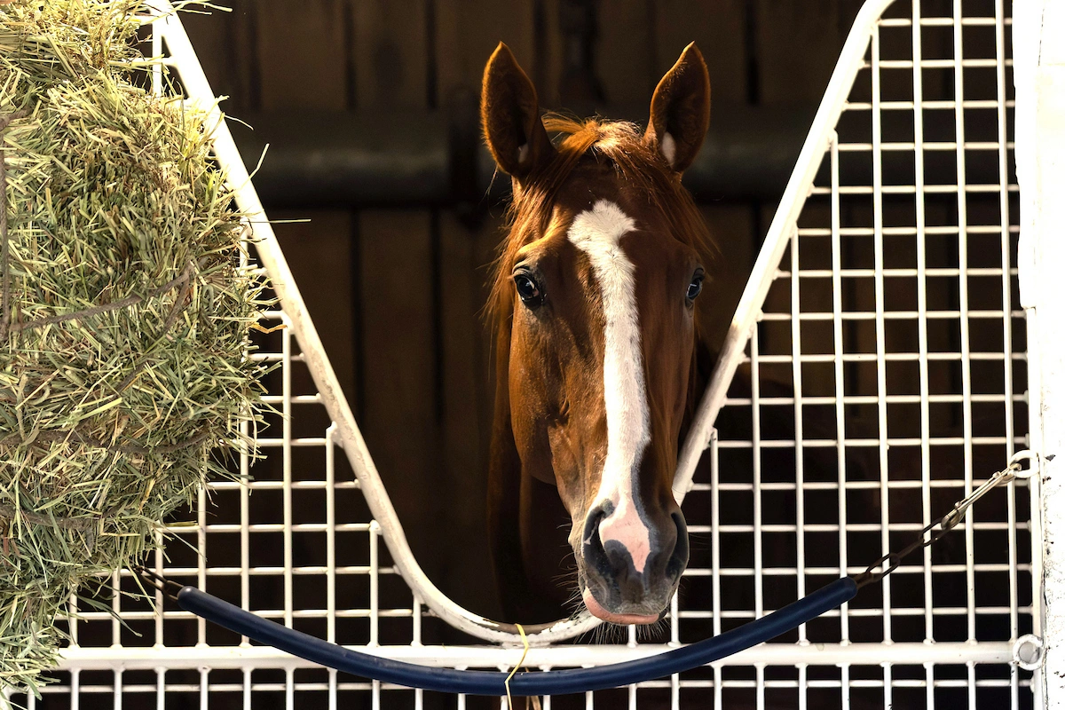 Sensational Saudi Cup: Forever Young Edges Romantic Warrior