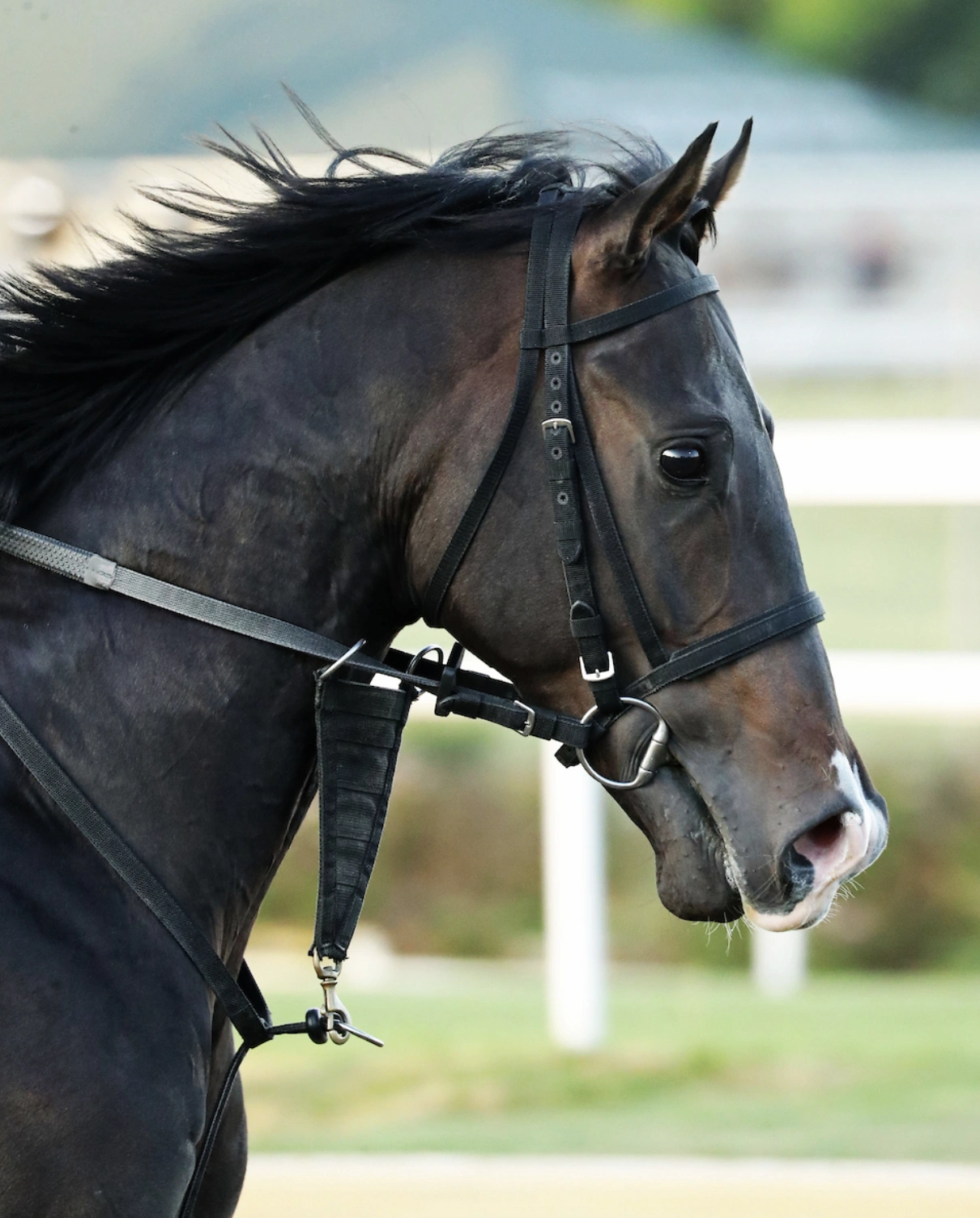 Sensational Saudi Cup: Forever Young Edges Romantic Warrior