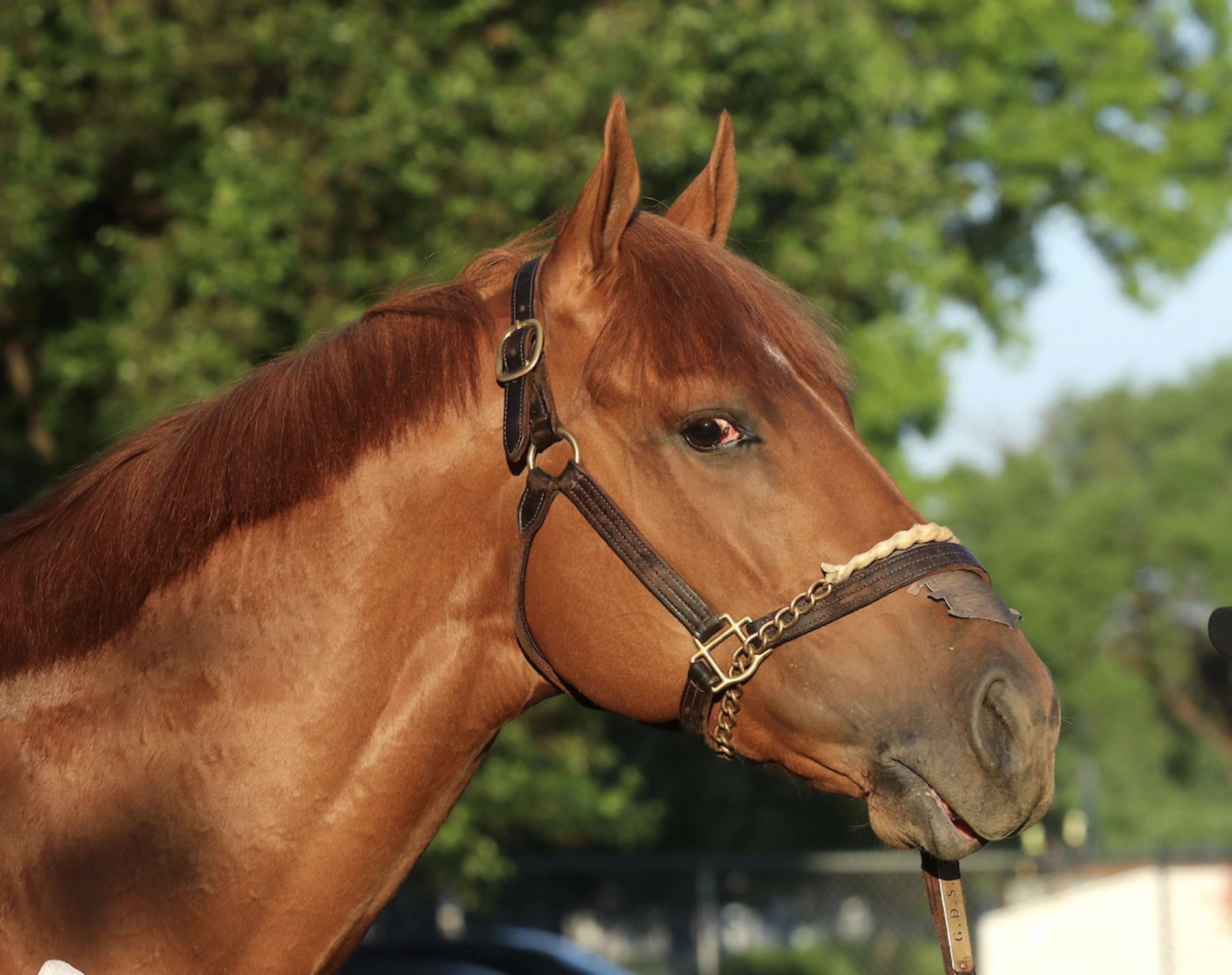 Sensational Saudi Cup: Forever Young Edges Romantic Warrior