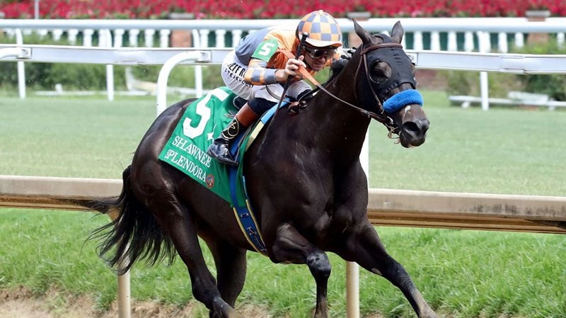 Fleur de Lis Stakes Betting: Can Immersive Avenge Loss to Splendora?