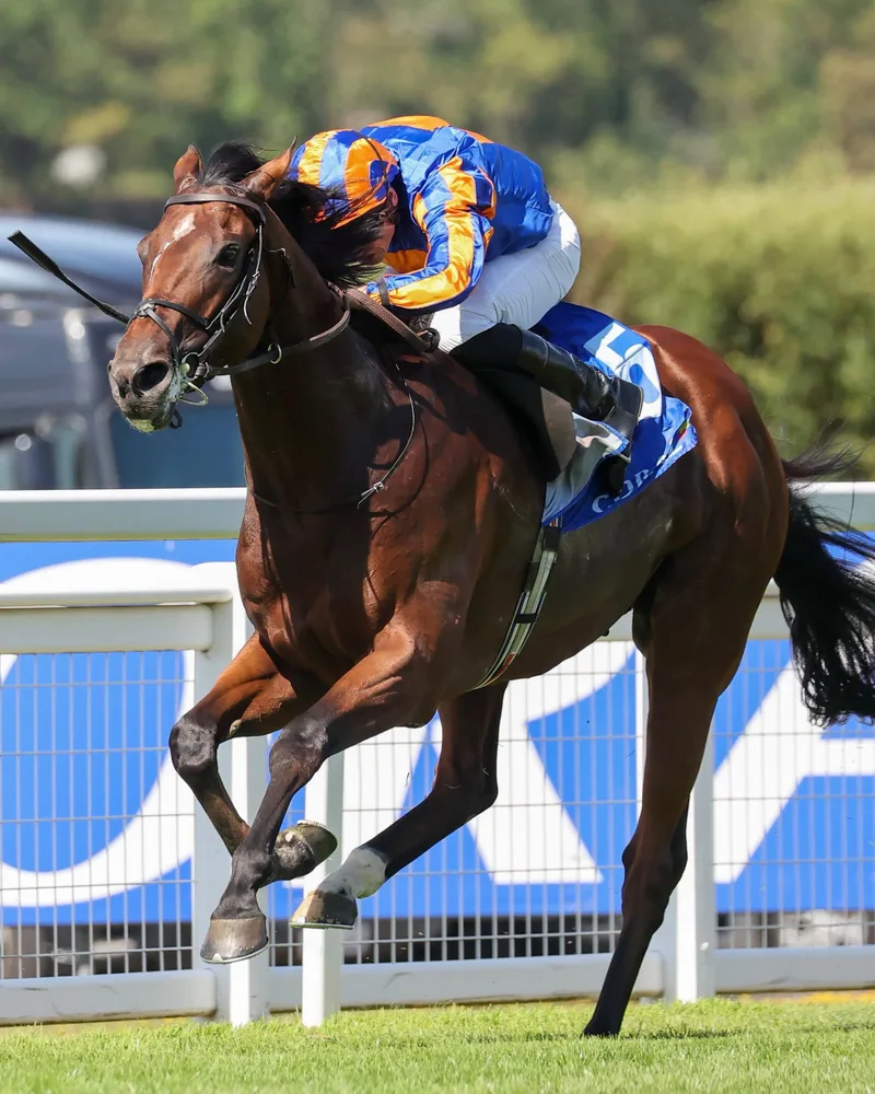 Irish Champion Odds: Horse-by-Horse Analysis of BC Turf 'WAYI' Race