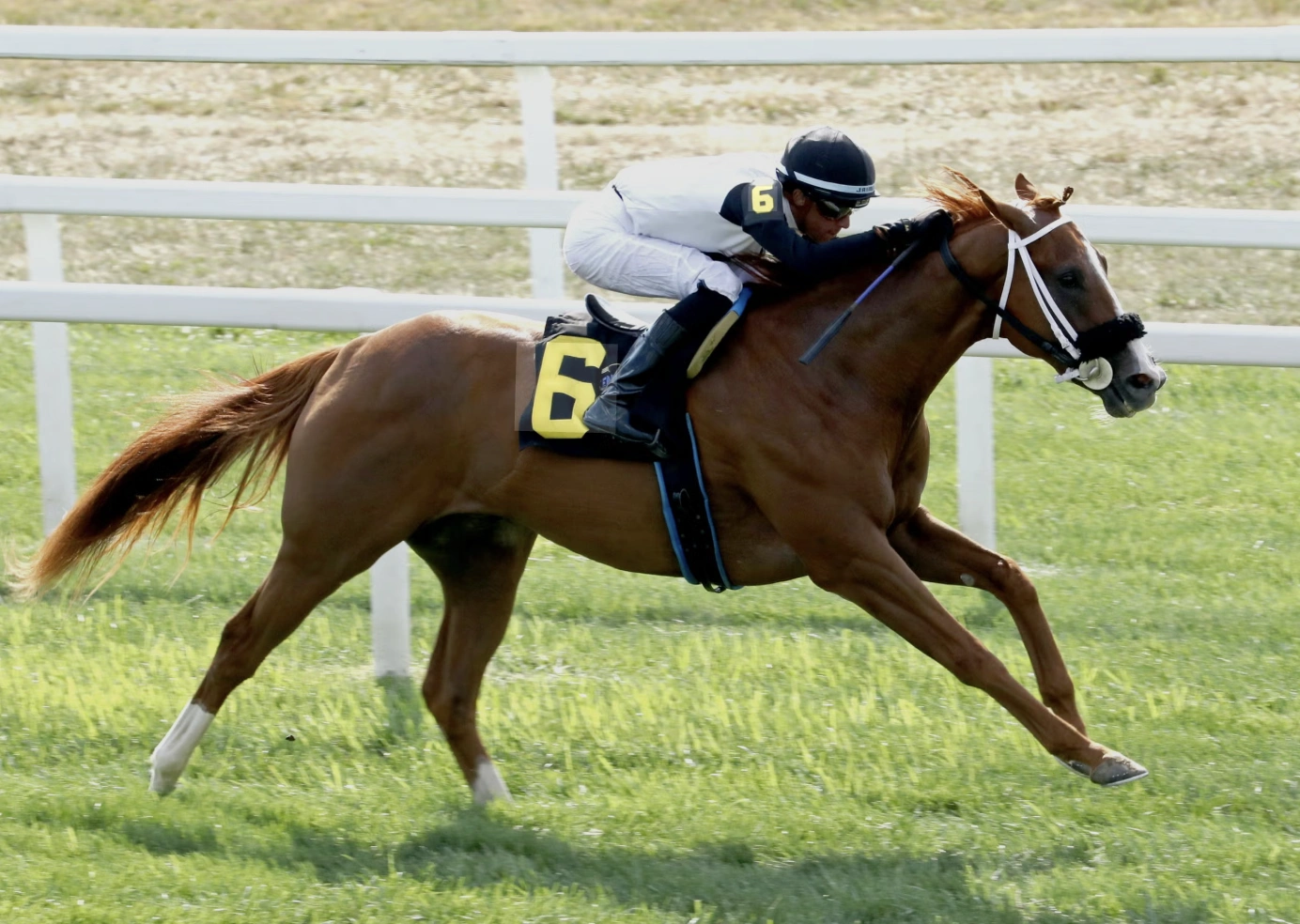 Sensational Saudi Cup: Forever Young Edges Romantic Warrior